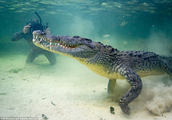 Điểm mặt loài cá sấu nước mặn lớn nhất thế giới hiện nay