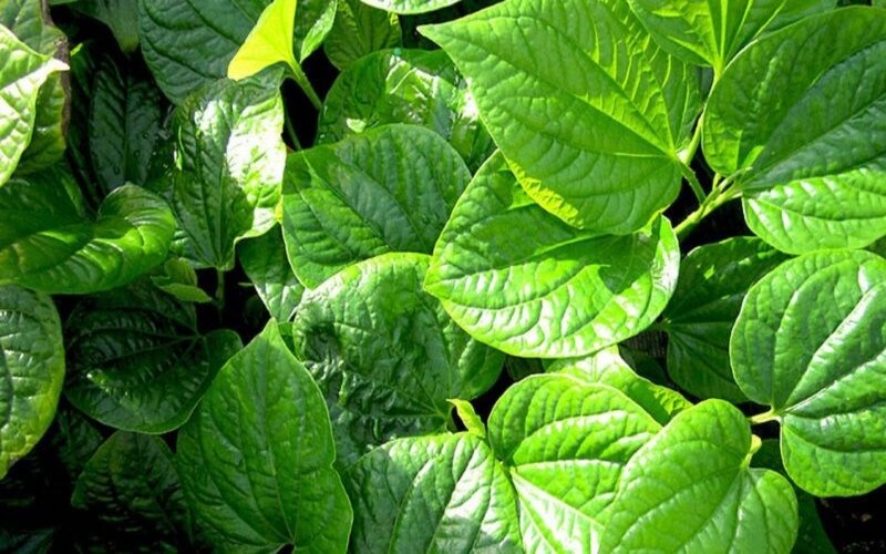 Lá lốt có tác dụng gì? 5 công dụng nổi bật của lá lốt cho sức khỏe