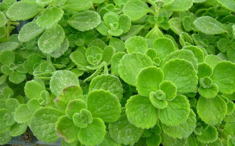 Tìm hiểu cây sen thơm là cây gì? Công dụng và ý nghĩa của sen thơm trong đời sống